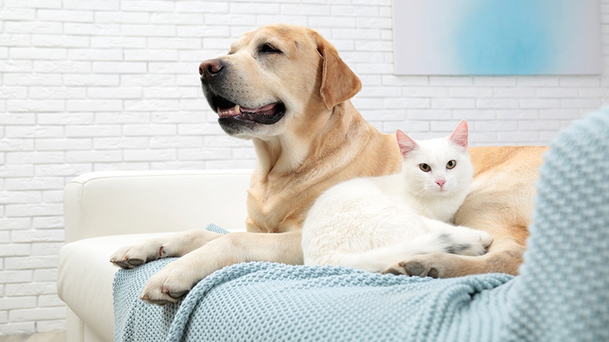 不只是導盲犬-拉布拉多尋回犬性格-壽命-健康問題-飼養建議一文睇清